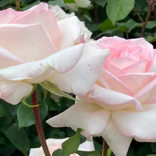 Web site image